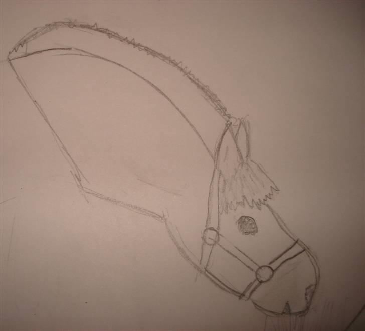 Mine første heste tegninger! :) - Haha, bare for sjov! men Zila som følle..
2 heste tegning! xD billede 4