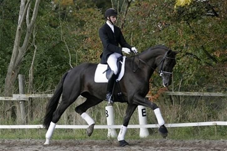 Stutteri Hønnerup, min arbejdsplads. - Vinderen af egnethedstesten for dressurbetonnede 4-års heste i region 3 blev Hønnerups Driver, redet af Andreas Helgstrand. billede 12