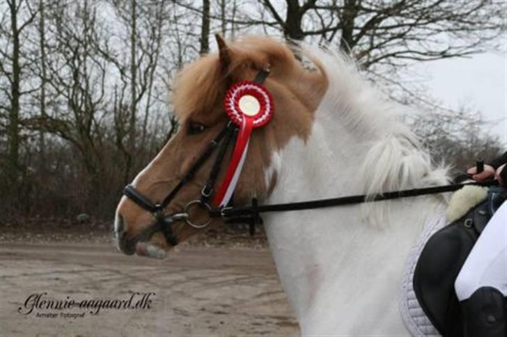 Miig og Fire i HJRK billede 5