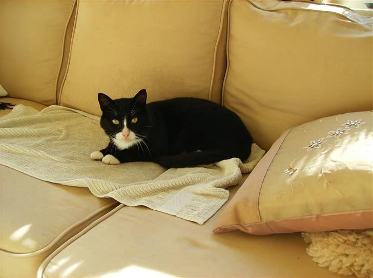 Mine søde katte - Ligger og hygger sig i sofaen billede 1
