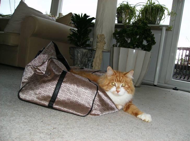 Mine søde katte - Nu skal i ikke ud at rejse igen vel billede 3