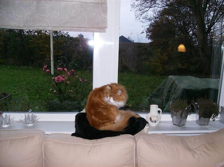 Mine søde katte - Sidder og gører sig ren billede 5