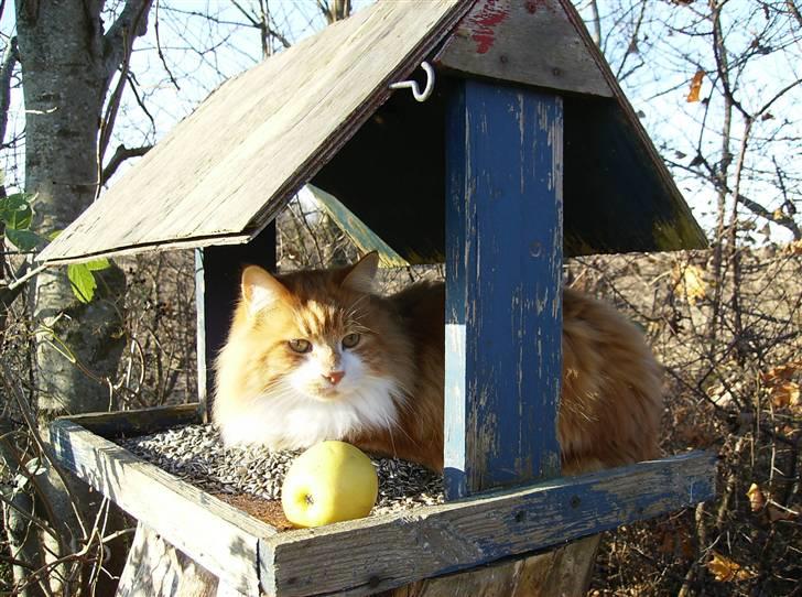 Mine søde katte - Jeg sidder har stadig billede 7