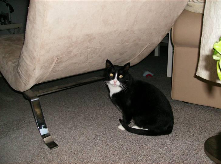 Mine søde katte - Vi leger gemme leg og malle kan ikke finde mig billede 8