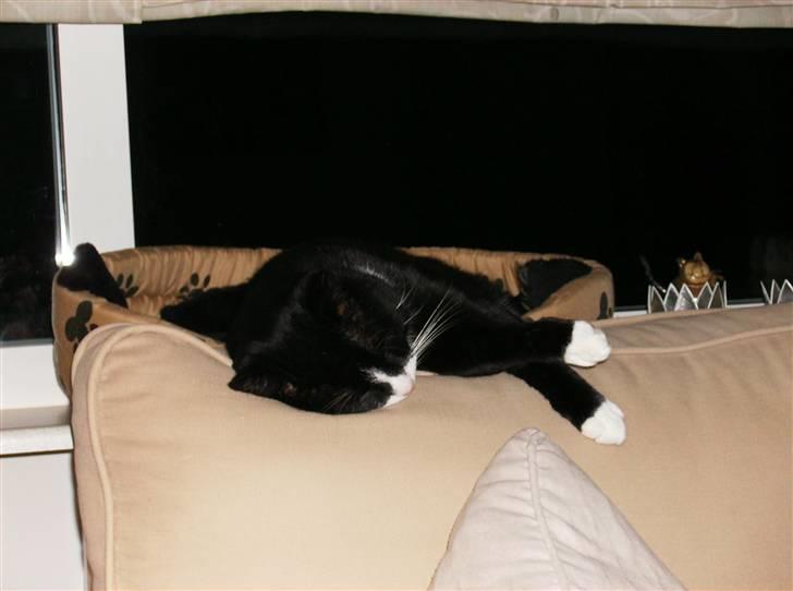 Mine søde katte - Ligger og sover i malles kurv billede 9