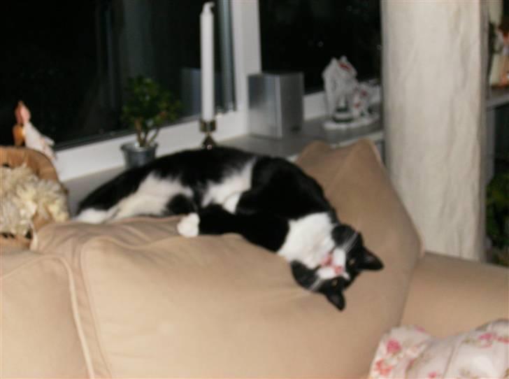 Mine søde katte - Jeg kan også sove på hovedt billede 10