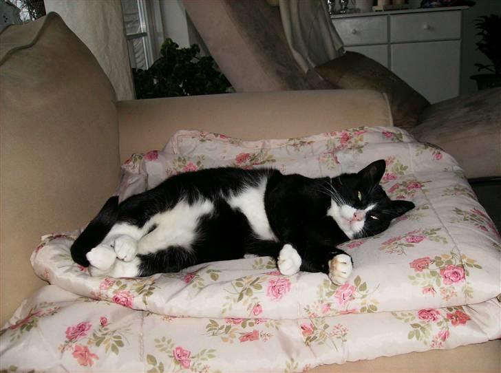 Mine søde katte - Man kan da også sove i sofaen billede 11
