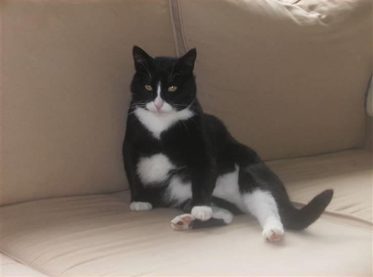 Mine søde katte - Ligger og gører sig ren man kan jo ikke nå over det hele fordi man er lidt tyk billede 13