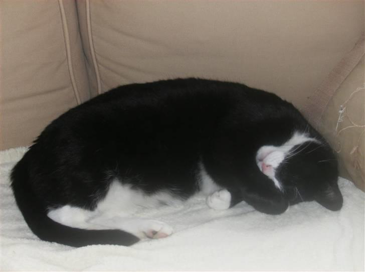 Mine søde katte - Ligger sødt og sover på hovedt billede 14