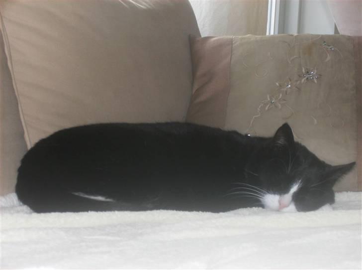 Mine søde katte - Man kan vel godt sove lidt mere billede 15