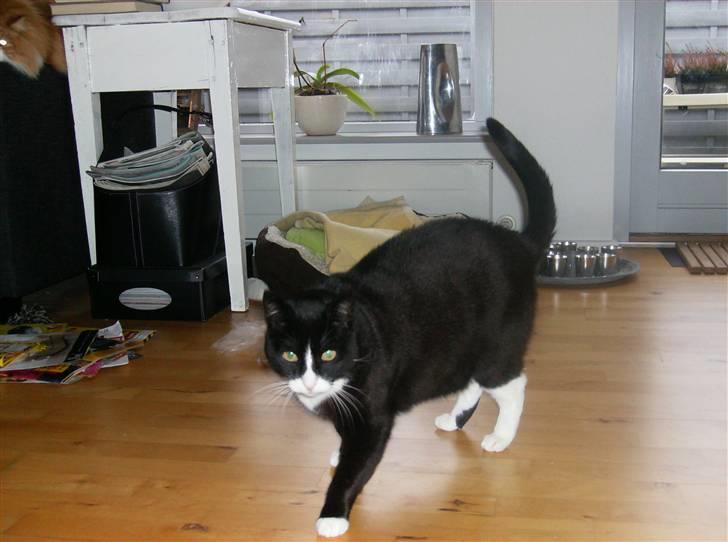 Mine søde katte - Lidt motion skal man da også havde billede 16