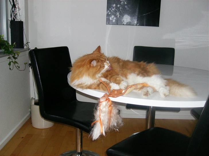 Mine søde katte - Min kærste er barbi billede 17