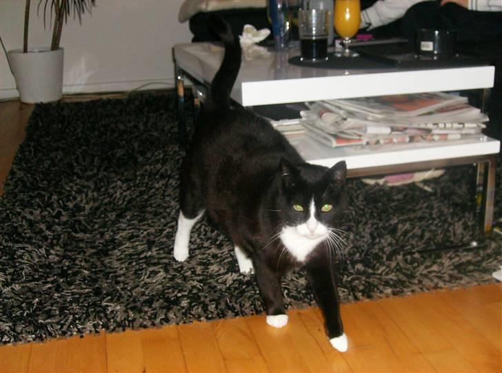 Mine søde katte - Skal hen i sin kurv og sove billede 18