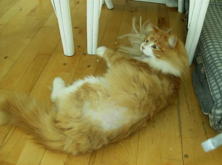 Mine søde katte - Ligger med barbi og har nogle lidt vilde øjne billede 20