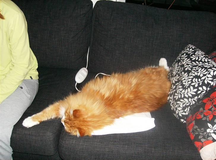 Mine søde katte - Ligger og sover på varmetæppet billede 21