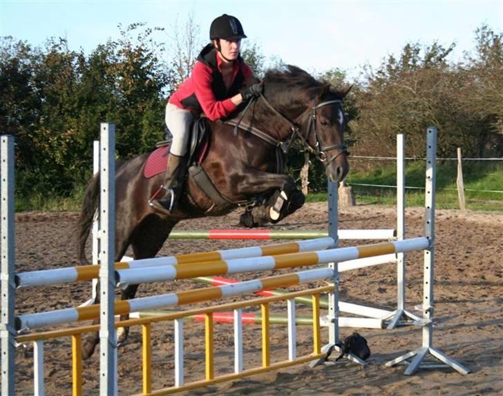 Solgte ponyer/heste fra Stutteri Højgård som jeg har redet - Candy Højgård

Far: Villeneuve
En tysk sportspony hoppe kåret i DSP.
Født: 2002 ; Stg: 140cm
Hun er d. 10. maj 2008 solgt til familien Hering fra Sjælland som allround pony. billede 2