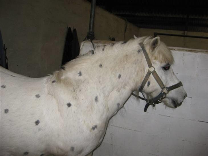 {{currentPhoto.altText}} billede {{currentPhoto.number}}