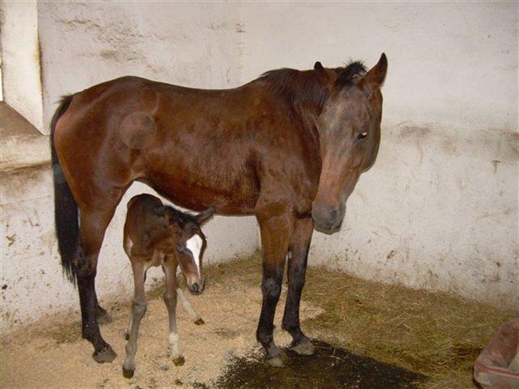 Persian Whistle xx - Persian Whistle med sidste ny 2007 :)  

Har endnu ikke noget navn 

Den stolte far er Blue Hors Leredo  / avler og opdrætter Kirsten og Ole Daugaard billede 2