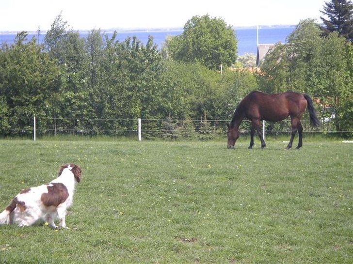 Persian Whistle xx - Persian med havudsigt :) Verdens bedste otium for verdens bedste hest!!! billede 3