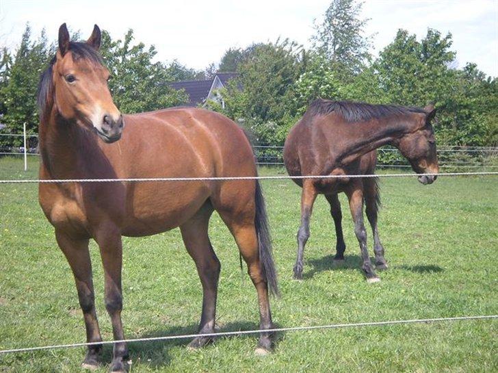 Persian Whistle xx - Persian´s Night   - 3 år

1.afkom - Hun var en UPSér hehe 

Farmand er en ukendt araber hingst...... 

 billede 4