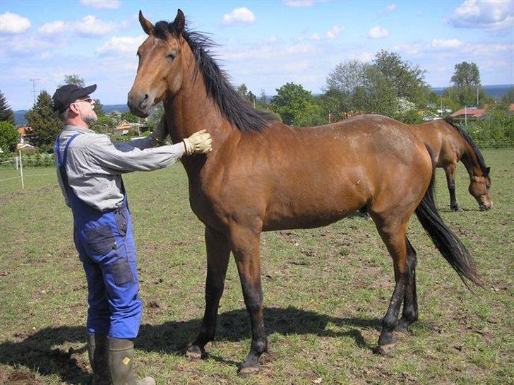 Persian Whistle xx - Pollux - 2 år

2.afkom  

Farmand her er Bøgegårdens Lantano..... 

Ham her gad jeg godt købe hvis jeg havde en stak penge liggende!!! 

Han er flyvende i alle henseender!!! :)) billede 5