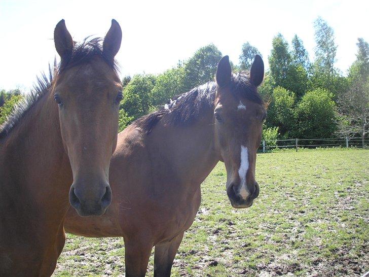 Persian Whistle xx - Pollux og legekammerat billede 6