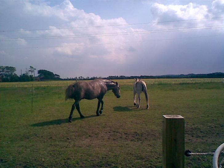 SOMMER BILLEDER D.6 juni - 2007 - Væk Fjollebolle :P.. nu skaaaaaal jeg altså rulle mig :D! billede 1