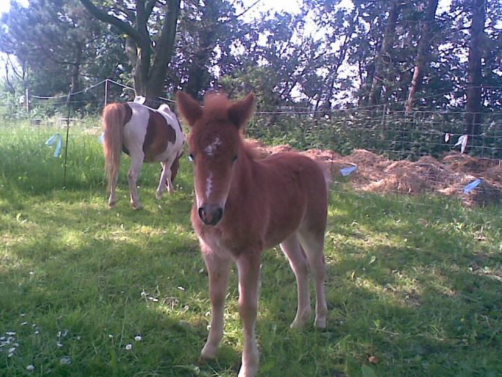 SOMMER BILLEDER D.6 juni - 2007 - Søde misty på folden :P<333 billede 2