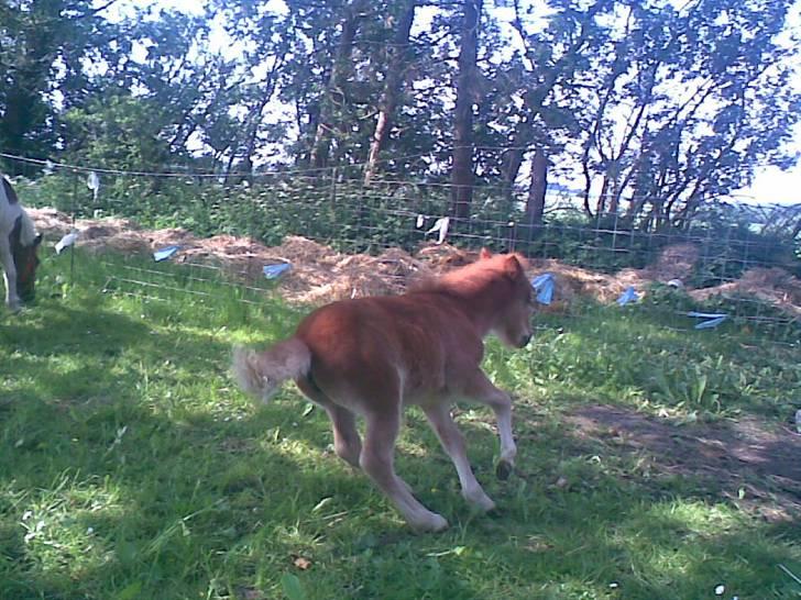 SOMMER BILLEDER D.6 juni - 2007 - Misty i fuld fart <3 billede 3