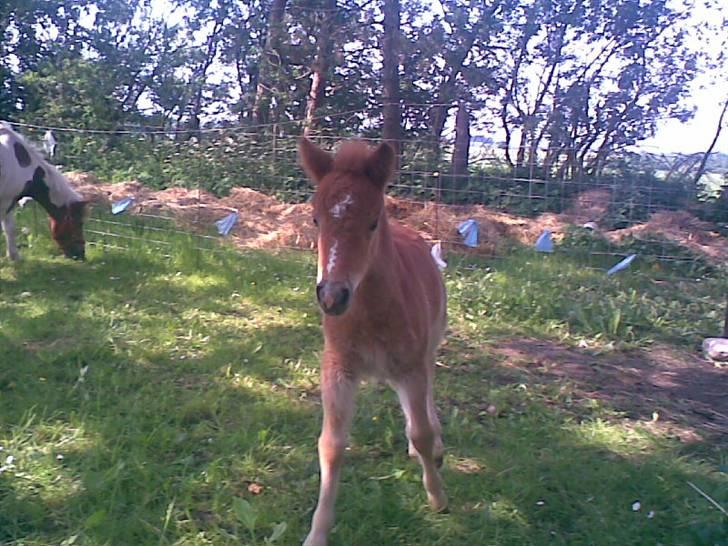 SOMMER BILLEDER D.6 juni - 2007 - Smuk er hun sku <3 billede 4