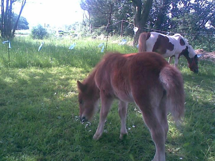 SOMMER BILLEDER D.6 juni - 2007 - Um nam nam.. billede 5