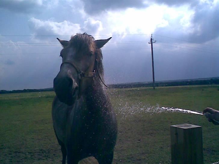 SOMMER BILLEDER D.6 juni - 2007 - Uhm :P bamse elsker vand billede 7