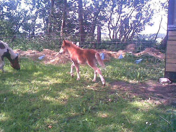 SOMMER BILLEDER D.6 juni - 2007 - Søde misty i trav :P billede 8