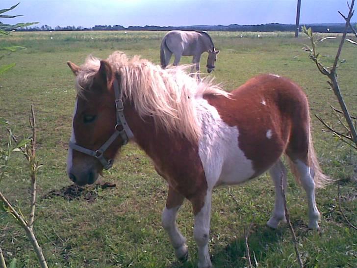 SOMMER BILLEDER D.6 juni - 2007 - Bissen<3 billede 9