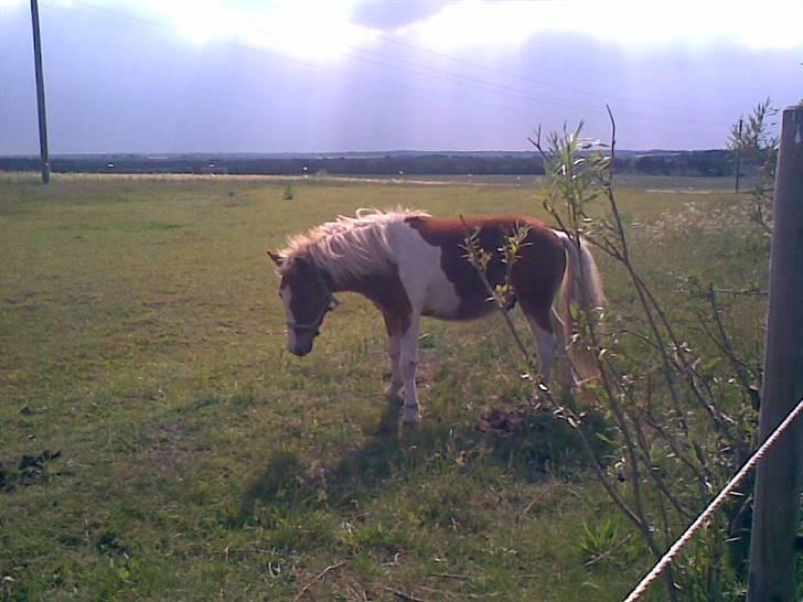 SOMMER BILLEDER D.6 juni - 2007 - Bissen igen billede 10