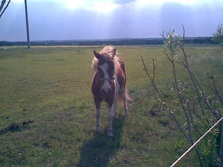 SOMMER BILLEDER D.6 juni - 2007 - <33 billede 11