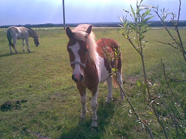 SOMMER BILLEDER D.6 juni - 2007 - Smukke hingste basse <3 billede 12