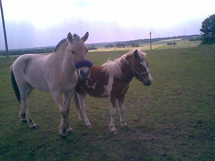 SOMMER BILLEDER D.6 juni - 2007 - Bissen og hans Kæreste, Nidja <3 billede 13