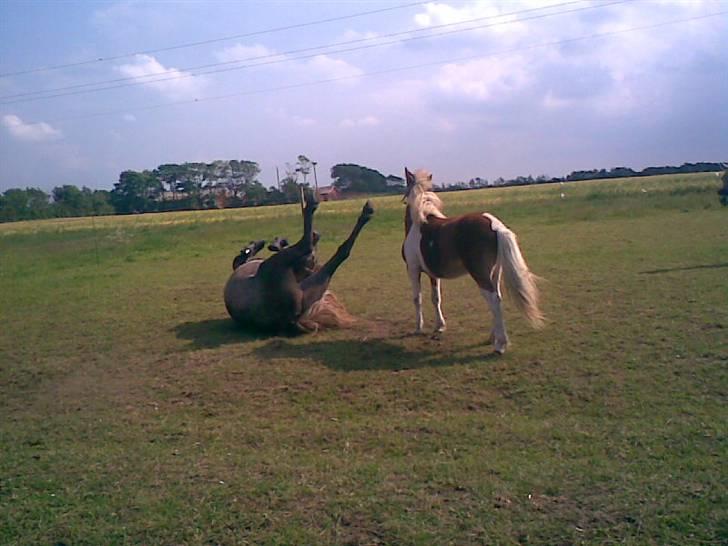 SOMMER BILLEDER D.6 juni - 2007 - Nej bamse! du skal BARE ikke ligge der og rulle rundt<3 billede 14