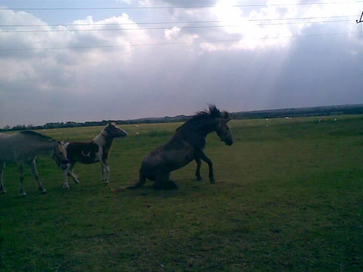 SOMMER BILLEDER D.6 juni - 2007 - Op og ned billede 16