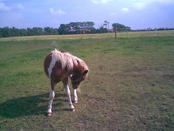 SOMMER BILLEDER D.6 juni - 2007 - Ihh det klør<3 billede 17