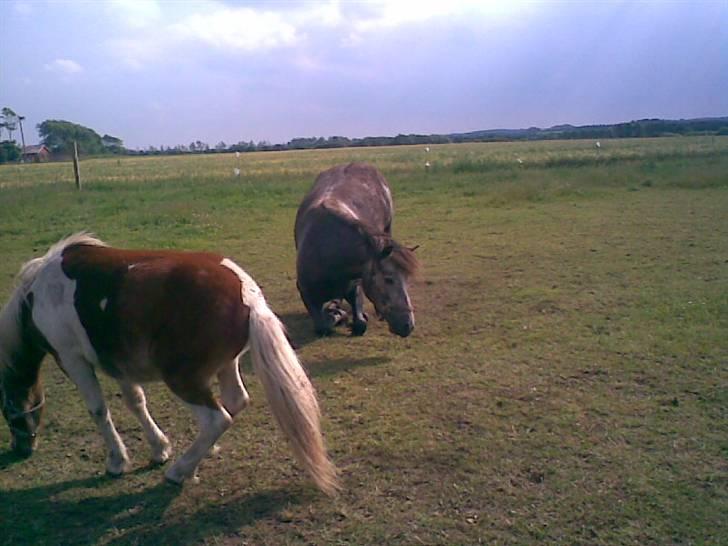 SOMMER BILLEDER D.6 juni - 2007 - Jeg vil os rulle<3 billede 18