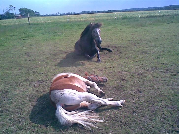 SOMMER BILLEDER D.6 juni - 2007 - Ahh<33 dase dase billede 19