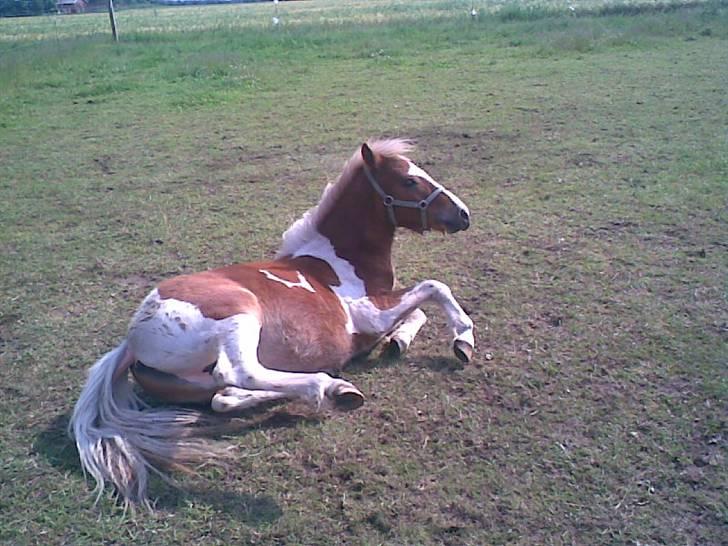 SOMMER BILLEDER D.6 juni - 2007 - Og op igen billede 20