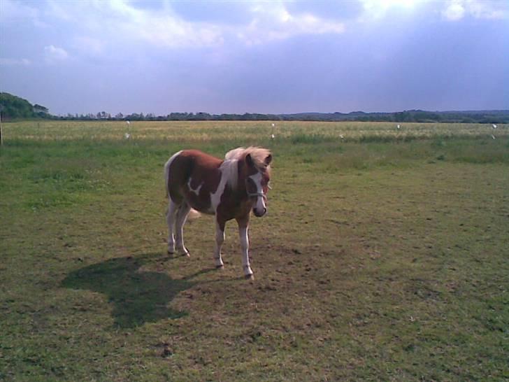 SOMMER BILLEDER D.6 juni - 2007 billede 21