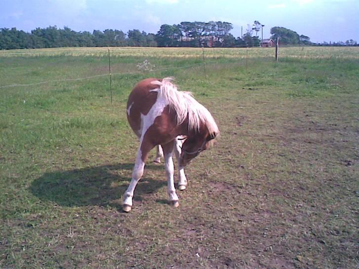 SOMMER BILLEDER D.6 juni - 2007 billede 22