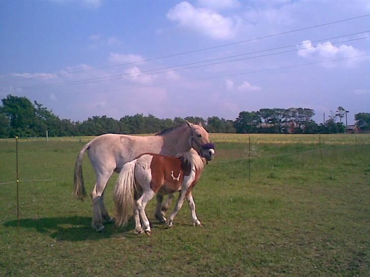 SOMMER BILLEDER D.6 juni - 2007 billede 23