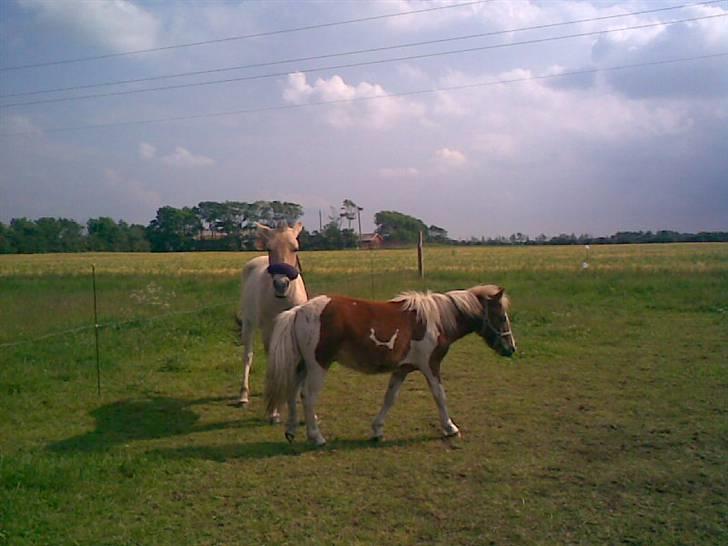 SOMMER BILLEDER D.6 juni - 2007 billede 24