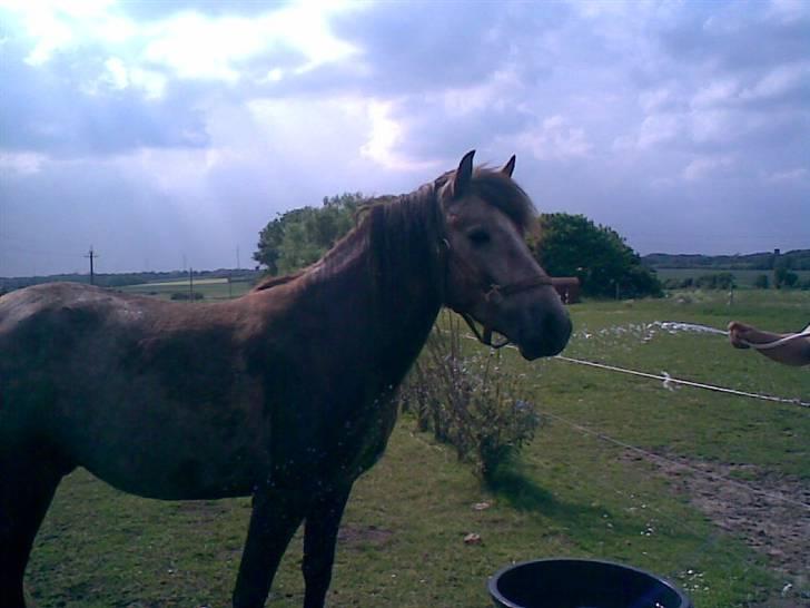 SOMMER BILLEDER D.6 juni - 2007 billede 26