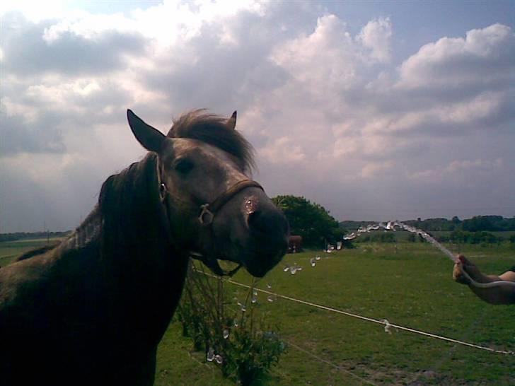 SOMMER BILLEDER D.6 juni - 2007 billede 27